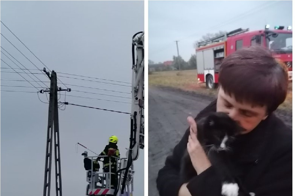 Kot utknął na słupie telegraficznym w Bachorcach. Interweniowali strażacy