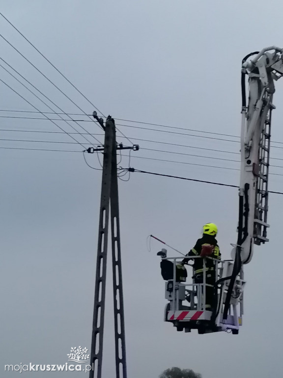  Kot utknął na słupie telegraficznym w Bachorcach. Interweniowali strażacy