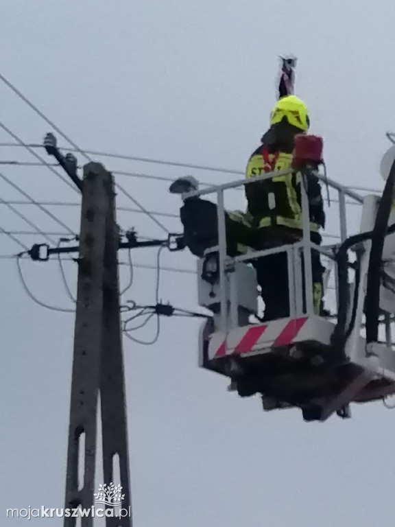  Kot utknął na słupie telegraficznym w Bachorcach. Interweniowali strażacy