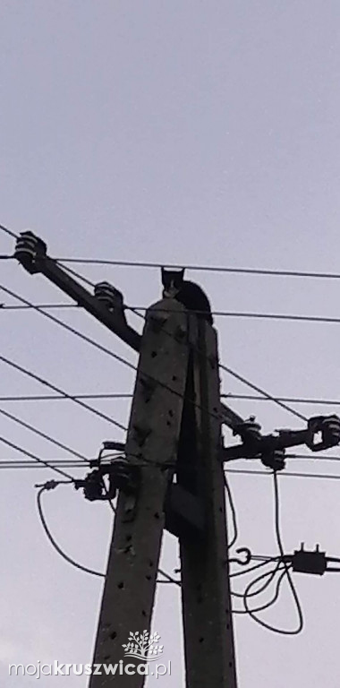  Kot utknął na słupie telegraficznym w Bachorcach. Interweniowali strażacy