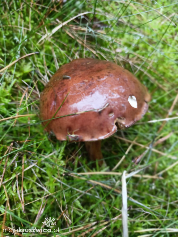 Niedzielne grzybobranie [FOTO]