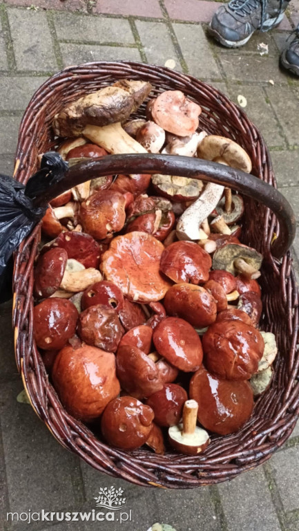 Niedzielne grzybobranie [FOTO]
