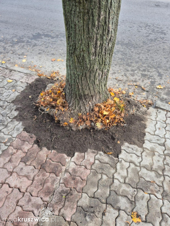 Zabetonowano drzewo na Powstańców Wielkopolskich. Błąd poprawiono