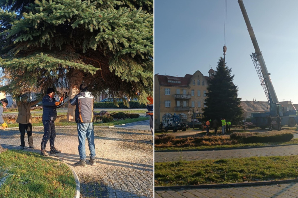 Świąteczna choinka już na rynku w Kruszwicy