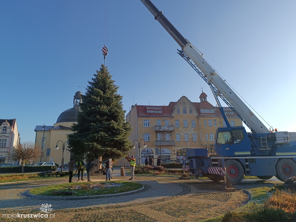 Świąteczna choinka już na rynku w Kruszwicy