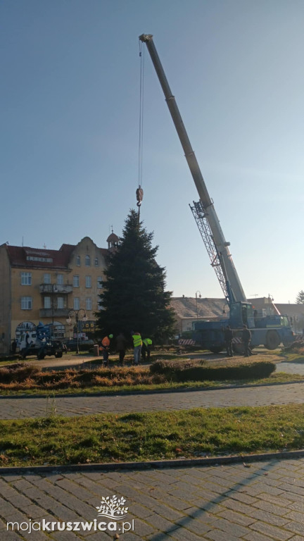 Świąteczna choinka już na rynku w Kruszwicy