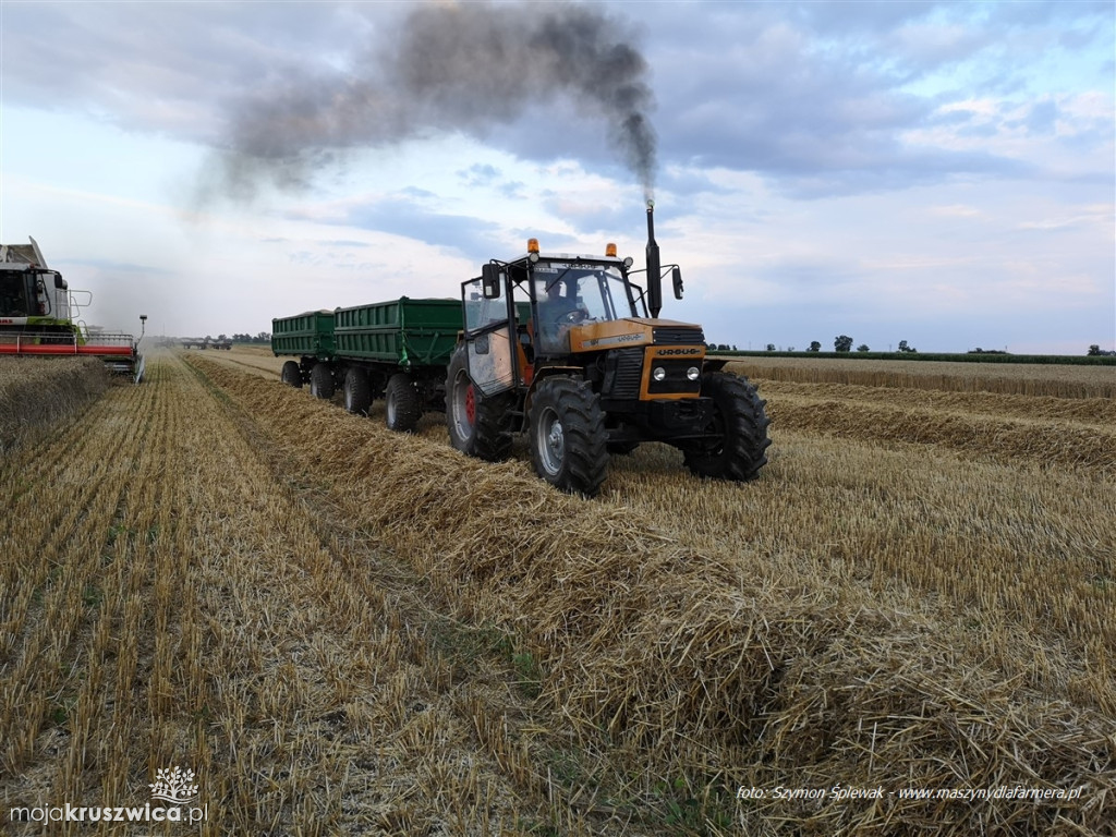 #Żniwa 2025 w KomRol Kobylniki - fotorelacja cz. 2