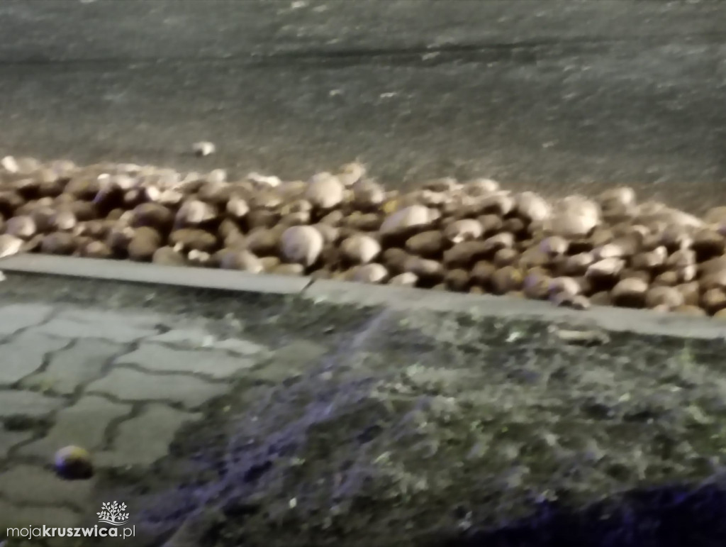 Rozsypane ziemniaki zablokowały DK62 w centrum Kruszwicy