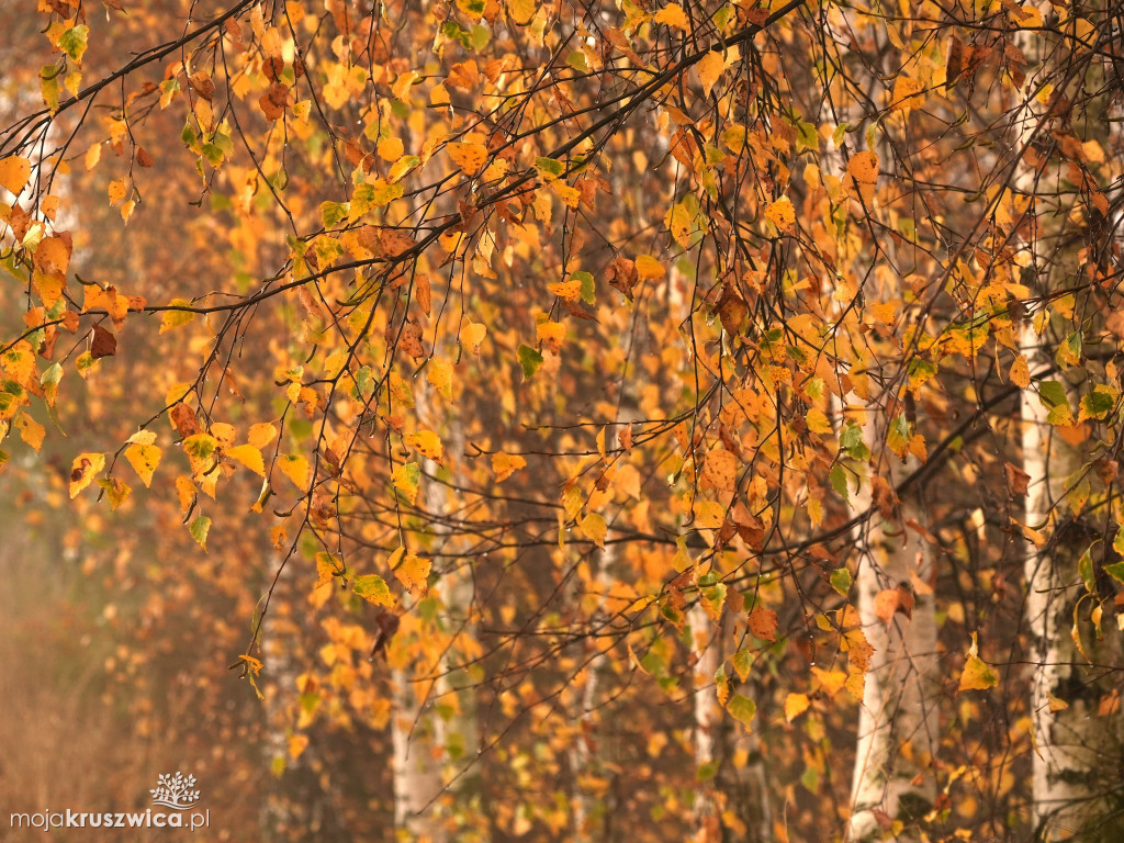 Piękno Kruszwicy jesienią. Taki obrazy zatrzymuje w obiektywie Kadr Naturalny