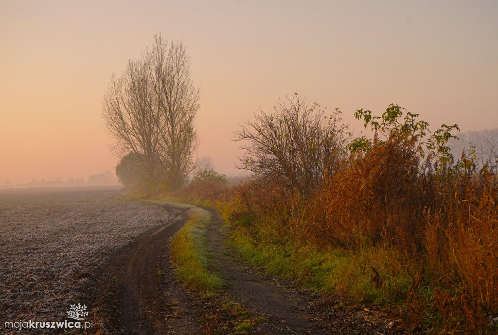 Piękno Kruszwicy jesienią. Taki obrazy zatrzymuje w obiektywie Kadr Naturalny