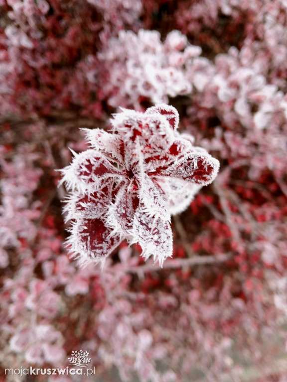 Piękno zimy nad Gopłem. Zobaczcie zdjęcia Agnieszki Bartczak!