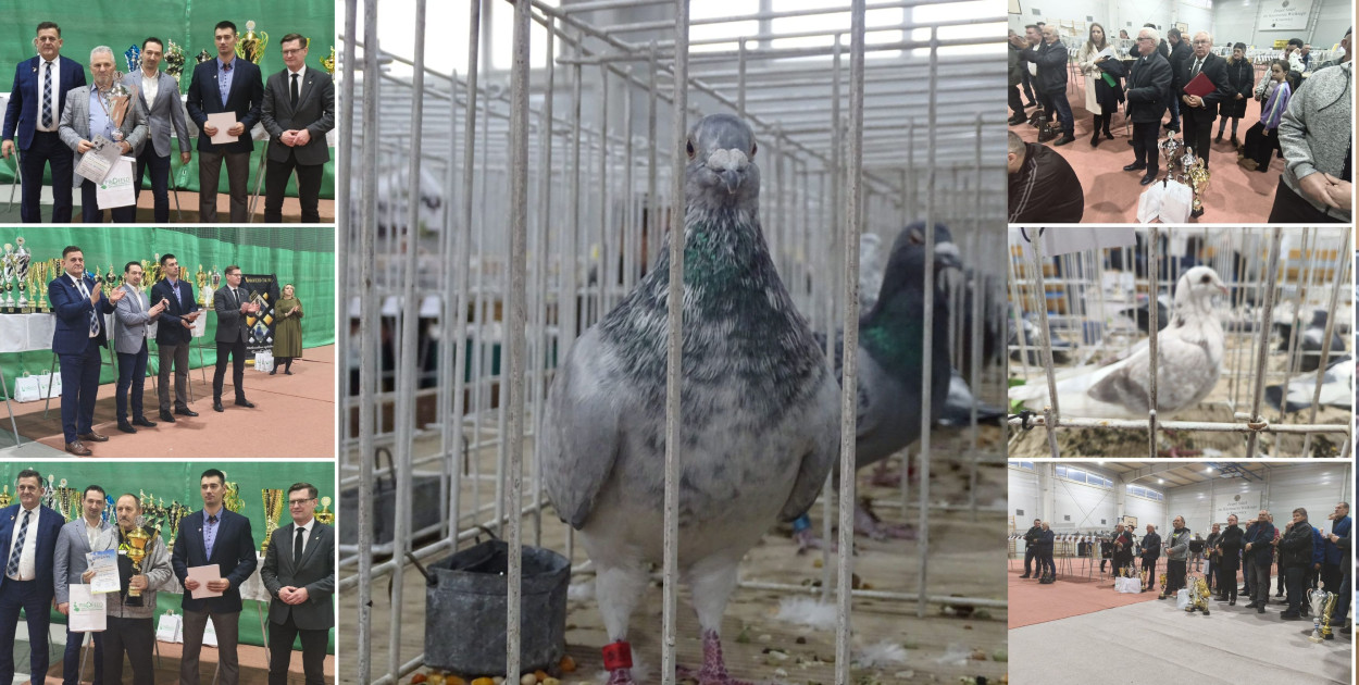 56. Wystawa Gołębi Pocztowych Okręgu Bydgoszcz w Kruszwicy [ZDJĘCIA]