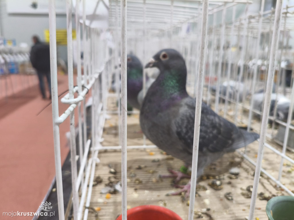 56. Wystawa Gołębi Pocztowych Okręgu Bydgoszcz w Kruszwicy [ZDJĘCIA]