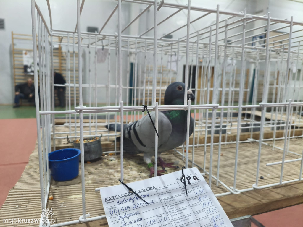 56. Wystawa Gołębi Pocztowych Okręgu Bydgoszcz w Kruszwicy [ZDJĘCIA]