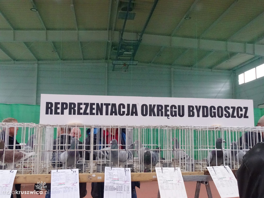 56. Wystawa Gołębi Pocztowych Okręgu Bydgoszcz w Kruszwicy [ZDJĘCIA]