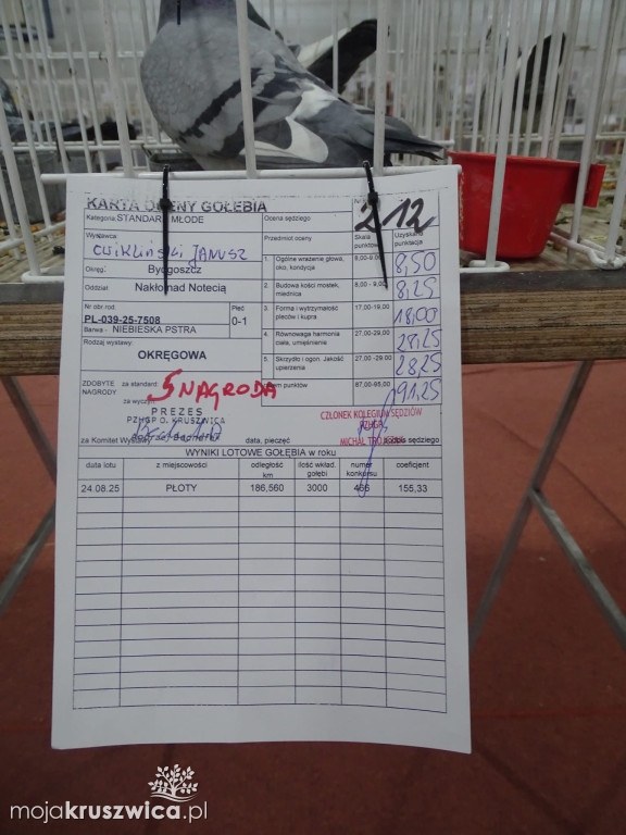 56. Wystawa Gołębi Pocztowych Okręgu Bydgoszcz w Kruszwicy [ZDJĘCIA]