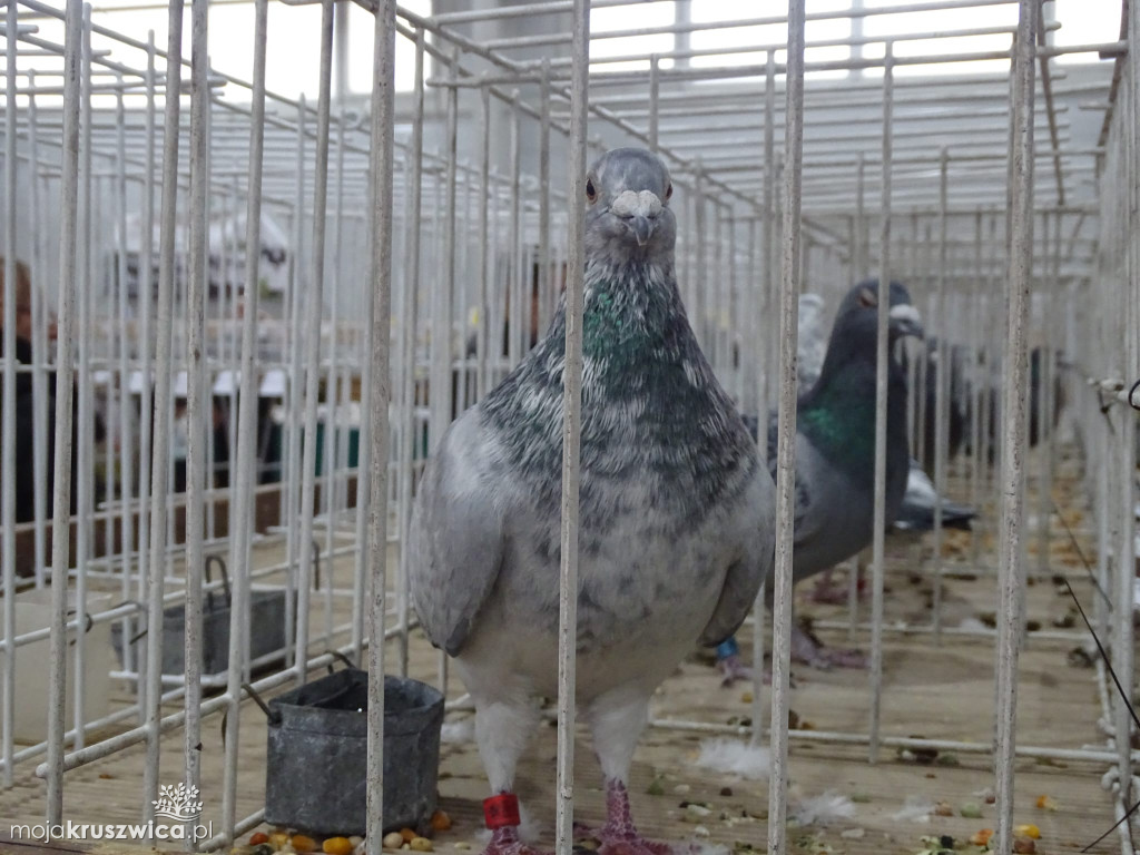 56. Wystawa Gołębi Pocztowych Okręgu Bydgoszcz w Kruszwicy [ZDJĘCIA]
