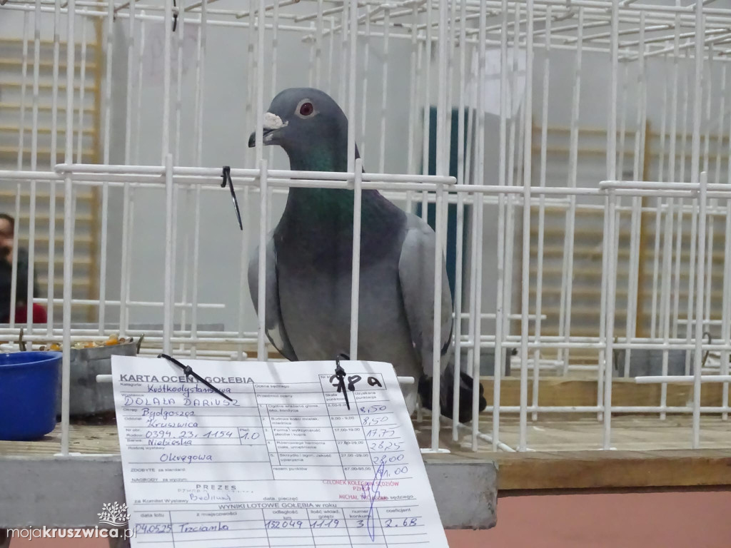 56. Wystawa Gołębi Pocztowych Okręgu Bydgoszcz w Kruszwicy [ZDJĘCIA]
