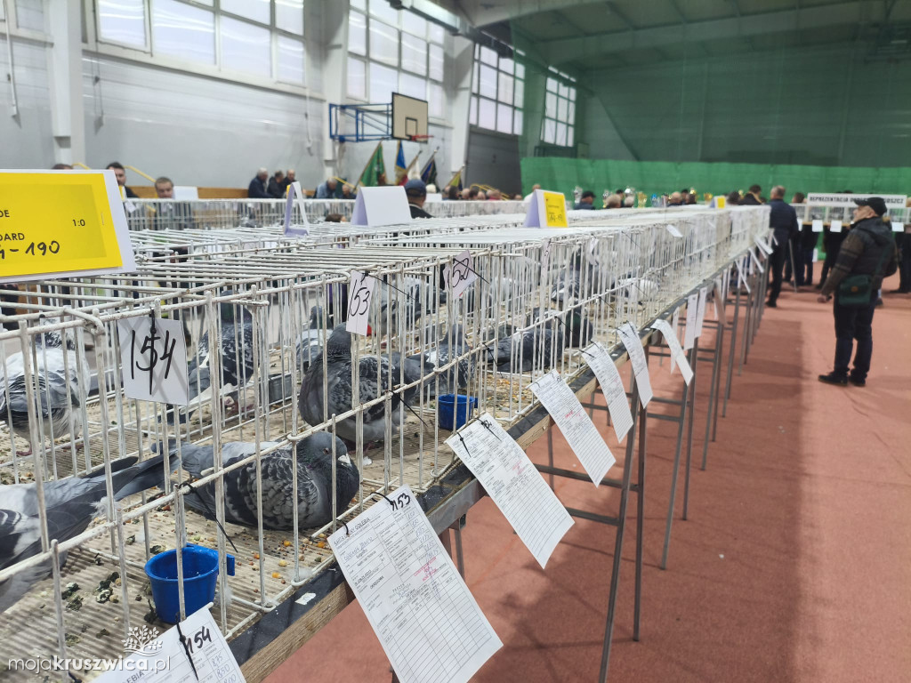 56. Wystawa Gołębi Pocztowych Okręgu Bydgoszcz w Kruszwicy [ZDJĘCIA]