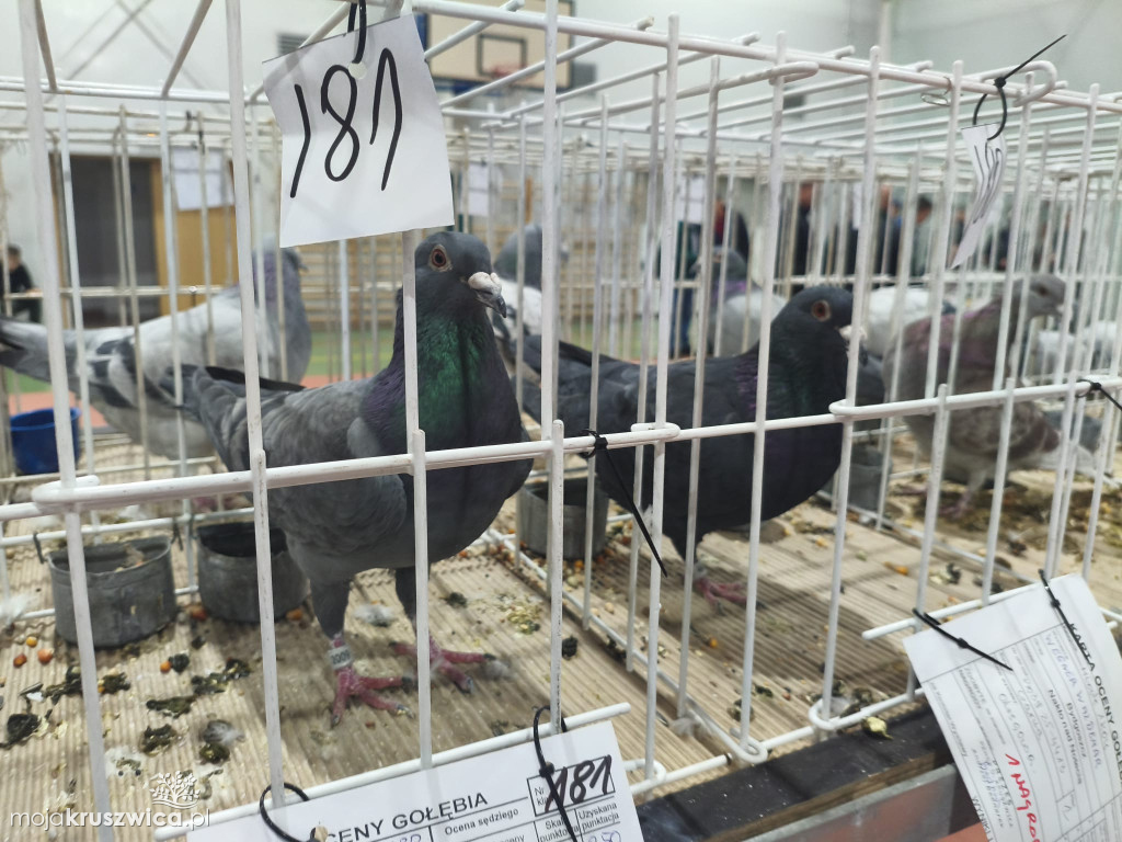 56. Wystawa Gołębi Pocztowych Okręgu Bydgoszcz w Kruszwicy [ZDJĘCIA]