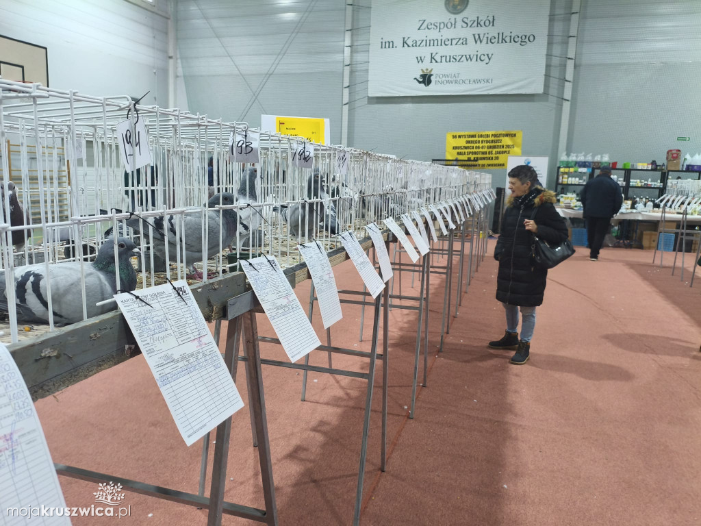 56. Wystawa Gołębi Pocztowych Okręgu Bydgoszcz w Kruszwicy [ZDJĘCIA]