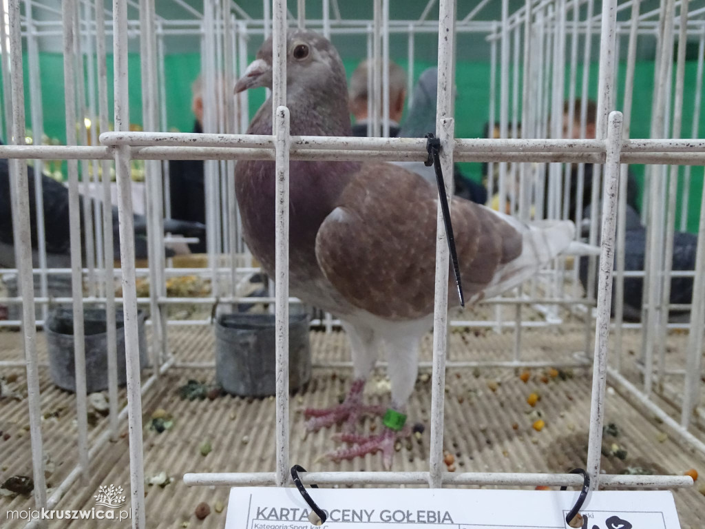 56. Wystawa Gołębi Pocztowych Okręgu Bydgoszcz w Kruszwicy [ZDJĘCIA]