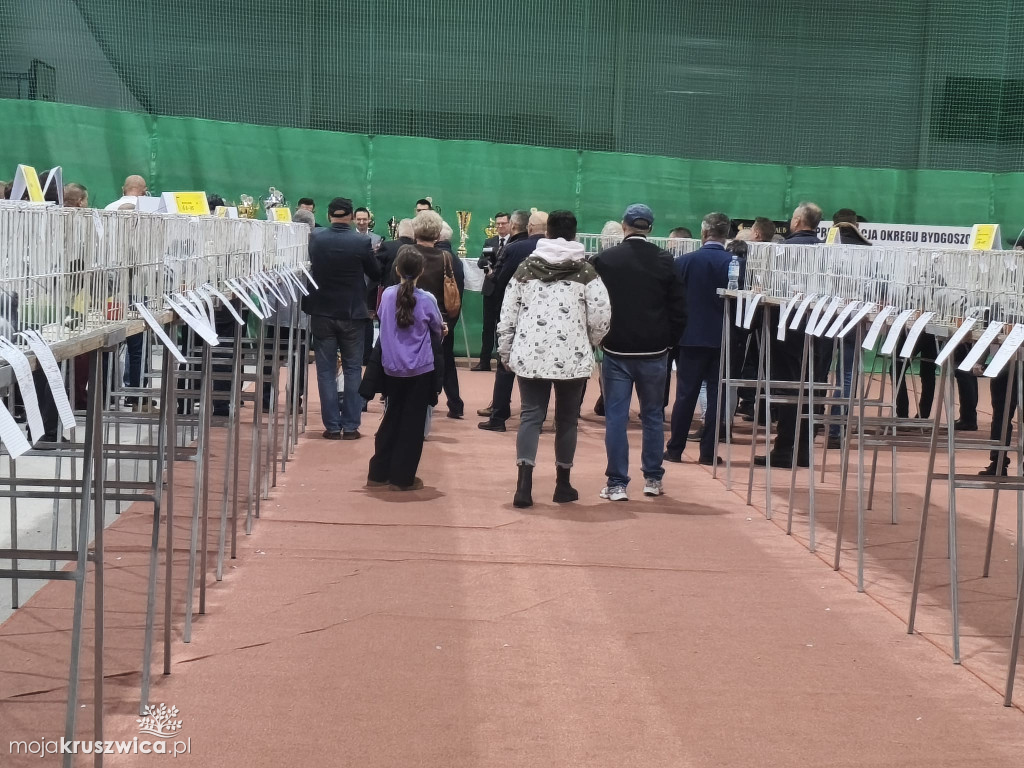 56. Wystawa Gołębi Pocztowych Okręgu Bydgoszcz w Kruszwicy [ZDJĘCIA]