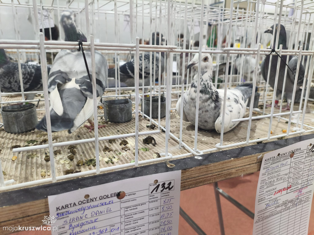 56. Wystawa Gołębi Pocztowych Okręgu Bydgoszcz w Kruszwicy [ZDJĘCIA]