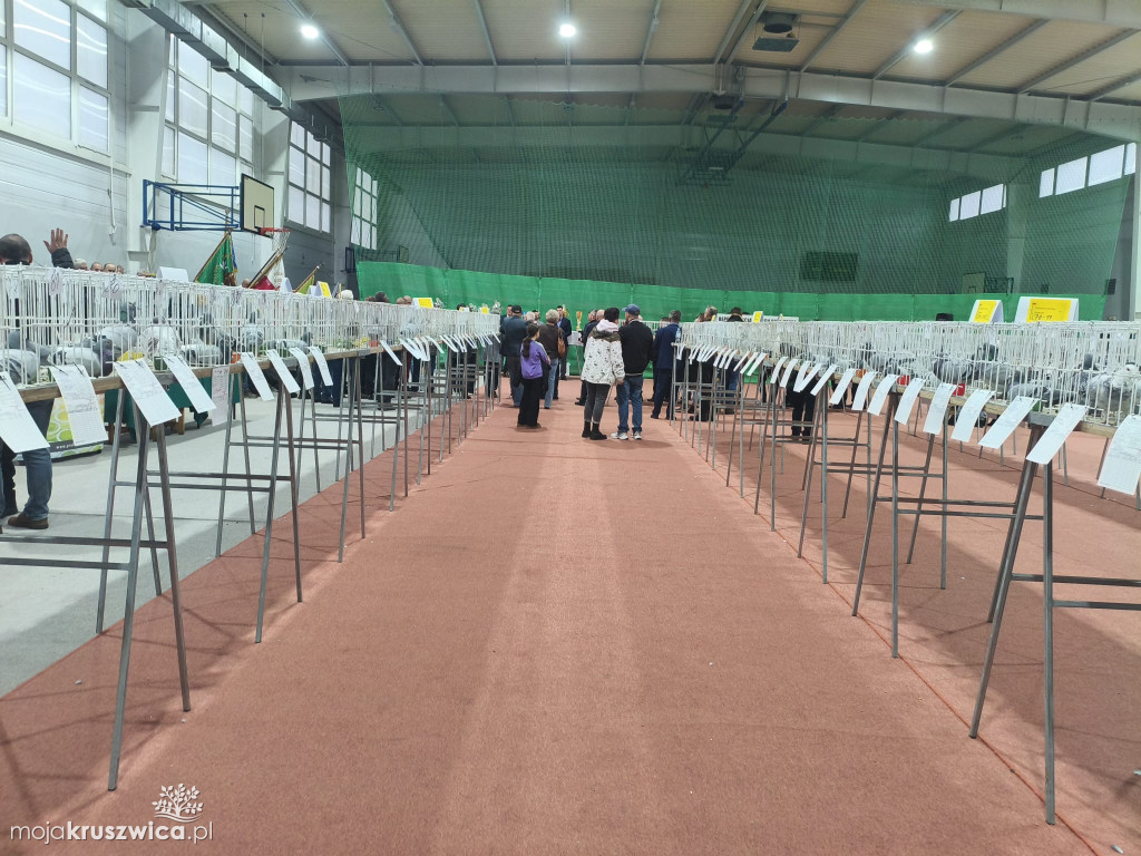 56. Wystawa Gołębi Pocztowych Okręgu Bydgoszcz w Kruszwicy [ZDJĘCIA]