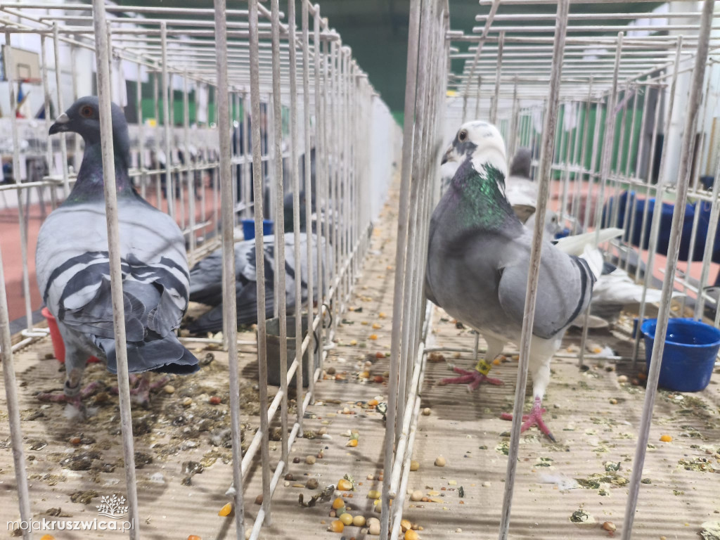 56. Wystawa Gołębi Pocztowych Okręgu Bydgoszcz w Kruszwicy [ZDJĘCIA]