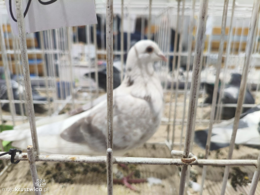 56. Wystawa Gołębi Pocztowych Okręgu Bydgoszcz w Kruszwicy [ZDJĘCIA]