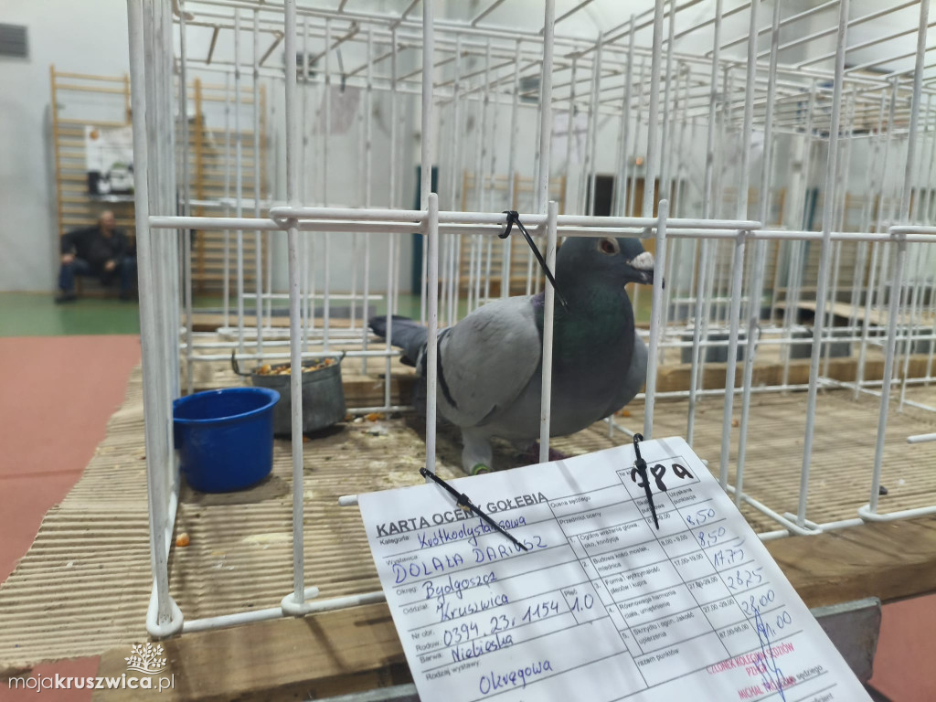 56. Wystawa Gołębi Pocztowych Okręgu Bydgoszcz w Kruszwicy [ZDJĘCIA]