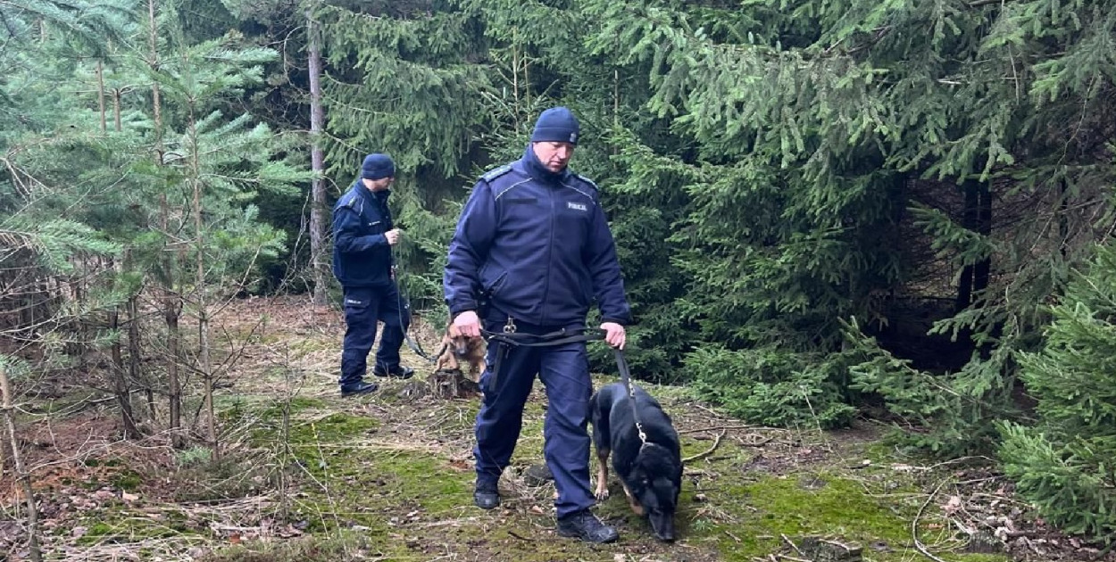 Kontrole legalności wycinki i posiadania choinek