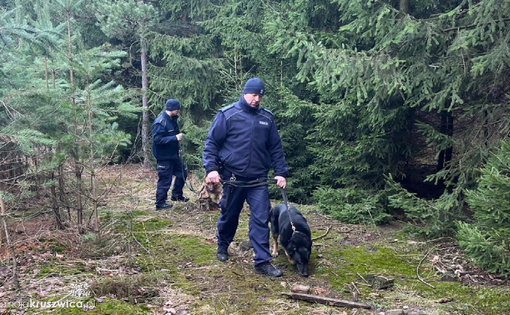 Kontrole legalności wycinki i posiadania choinek