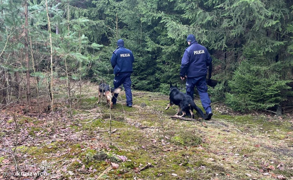 Kontrole legalności wycinki i posiadania choinek