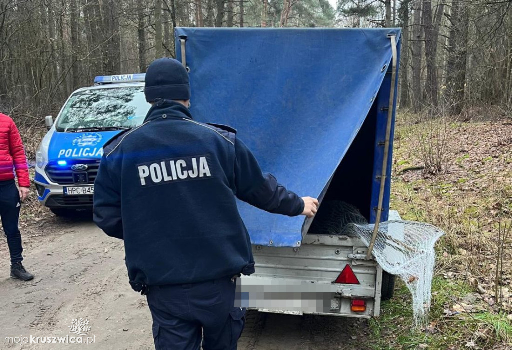 Kontrole legalności wycinki i posiadania choinek