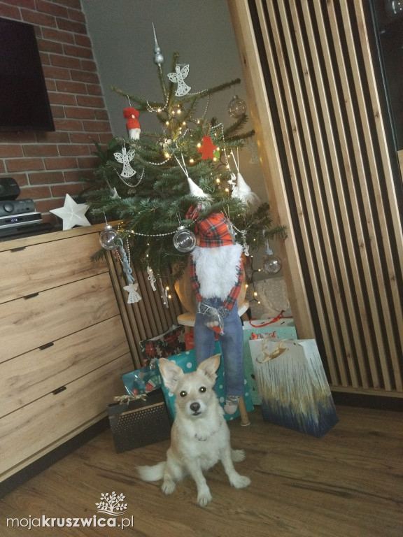 Za nami konkurs na „Najpiękniejszą choinkę w Kruszwicy”!