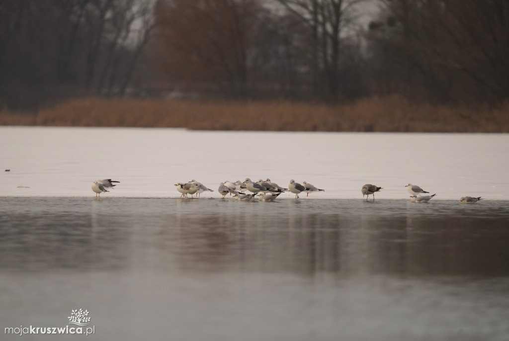 Zima w Kruszwicy nad Gopłem w obiektywie Żanety Kowalskiej