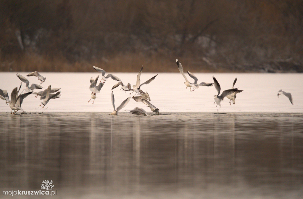 Zima w Kruszwicy nad Gopłem w obiektywie Żanety Kowalskiej