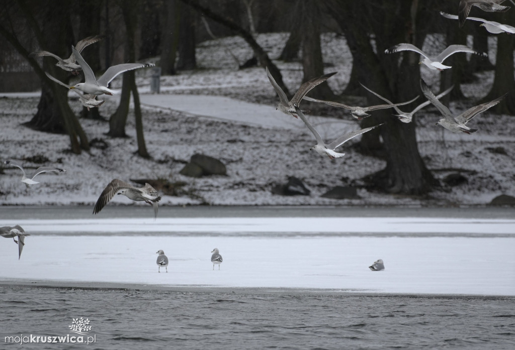 Zima w Kruszwicy nad Gopłem w obiektywie Żanety Kowalskiej