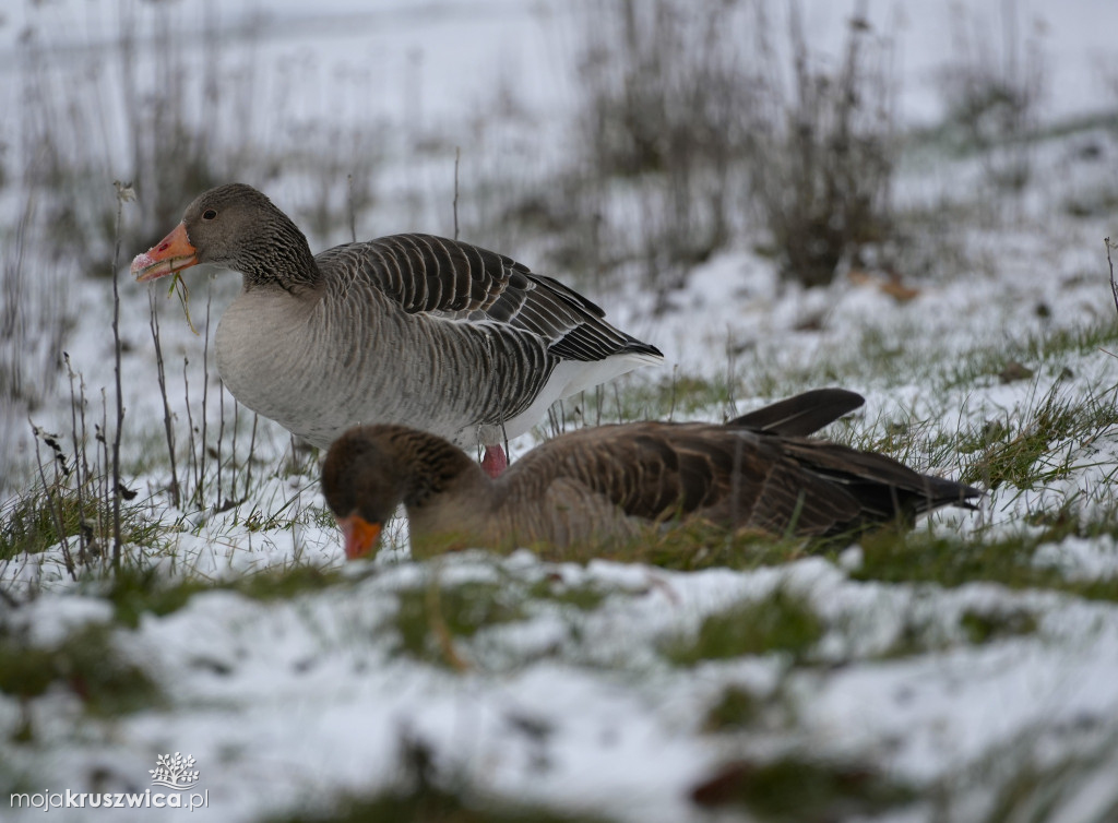 Zima w Kruszwicy nad Gopłem w obiektywie Żanety Kowalskiej