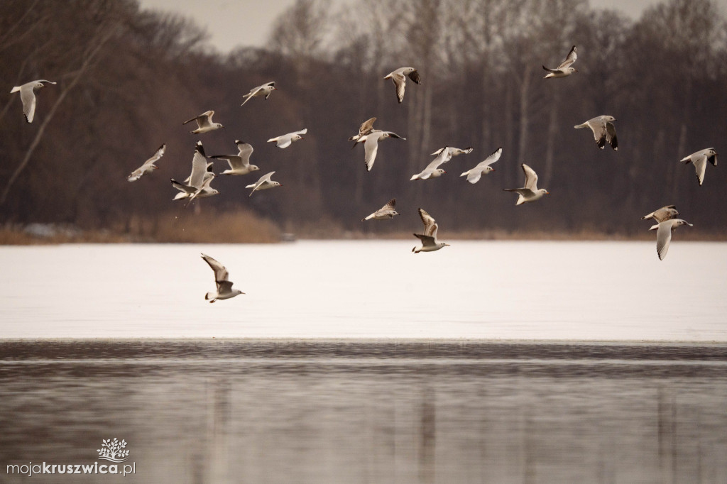 Zima w Kruszwicy nad Gopłem w obiektywie Żanety Kowalskiej