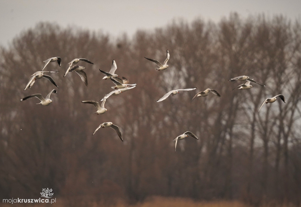 Zima w Kruszwicy nad Gopłem w obiektywie Żanety Kowalskiej
