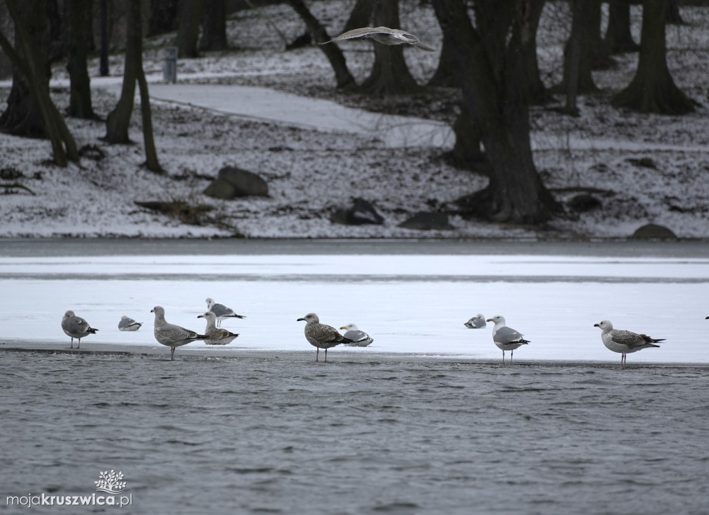Zima w Kruszwicy nad Gopłem w obiektywie Żanety Kowalskiej