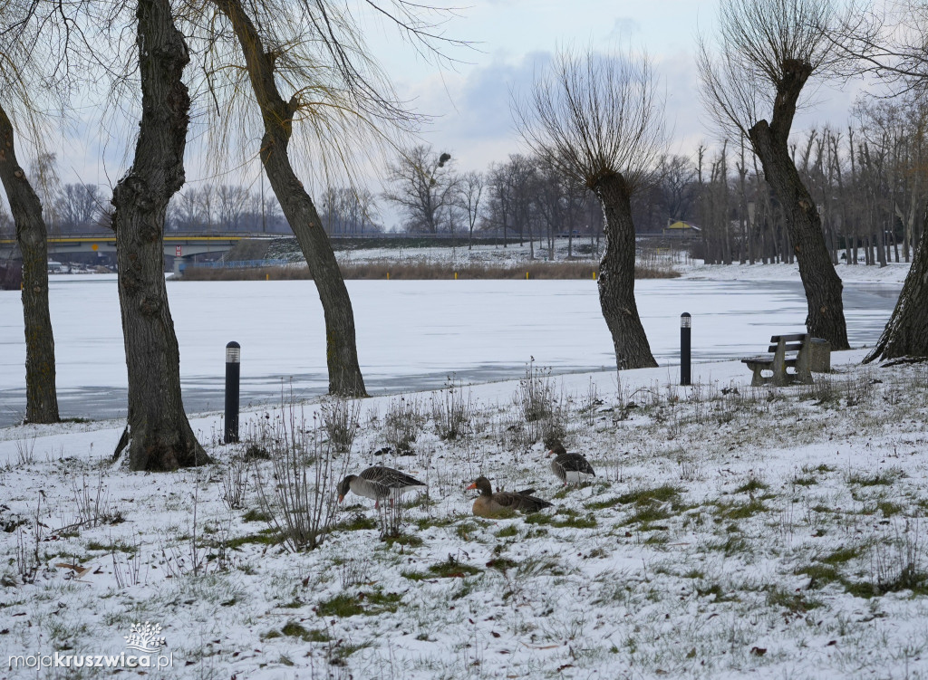 Zima w Kruszwicy nad Gopłem w obiektywie Żanety Kowalskiej