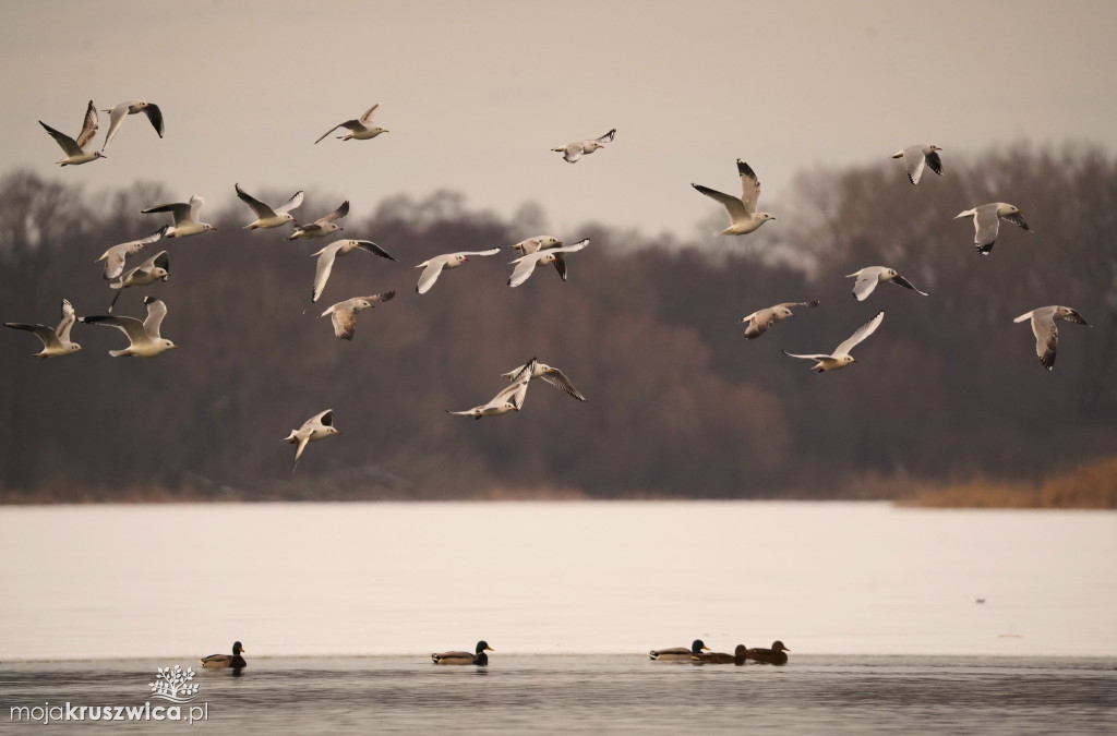 Zima w Kruszwicy nad Gopłem w obiektywie Żanety Kowalskiej