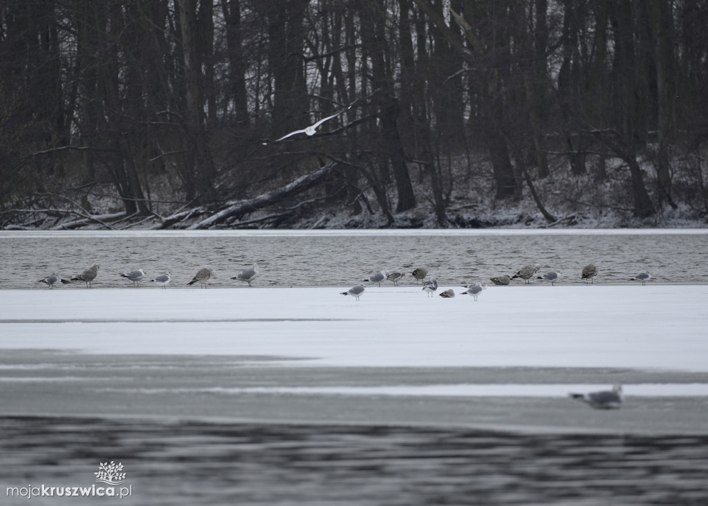 Zima w Kruszwicy nad Gopłem w obiektywie Żanety Kowalskiej