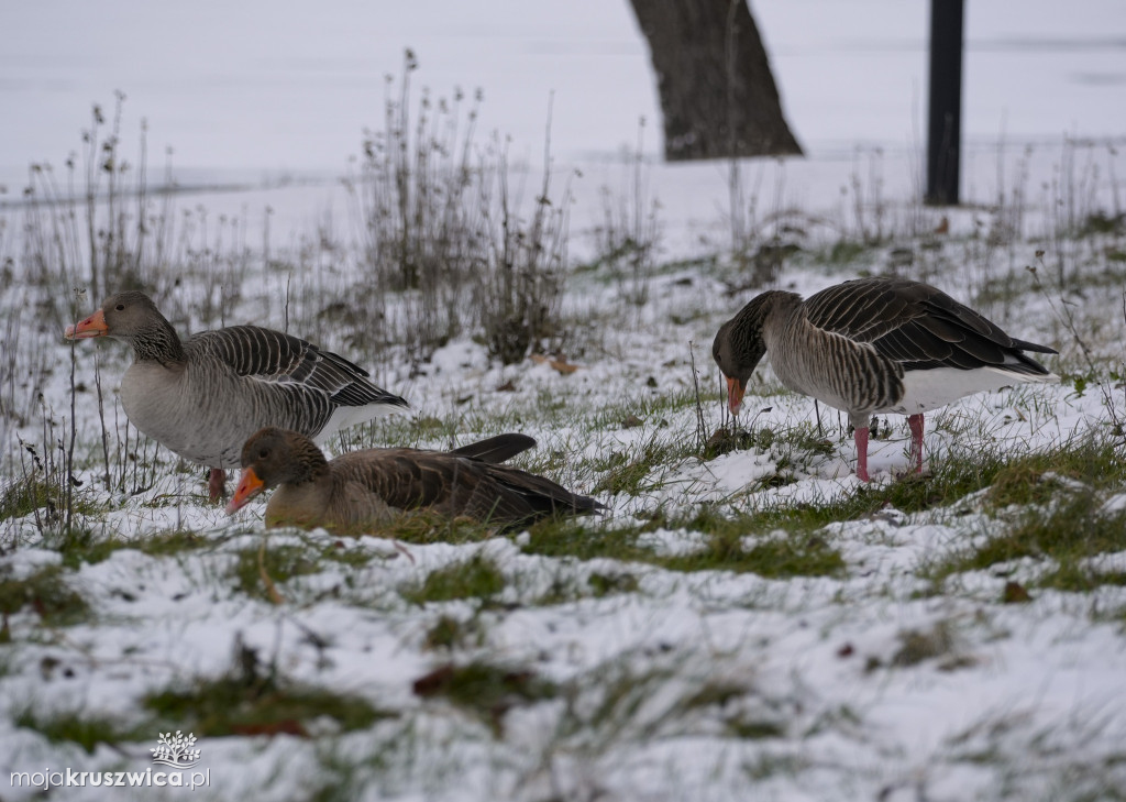 Zima w Kruszwicy nad Gopłem w obiektywie Żanety Kowalskiej
