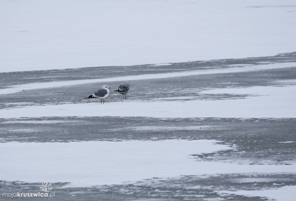 Zima w Kruszwicy nad Gopłem w obiektywie Żanety Kowalskiej