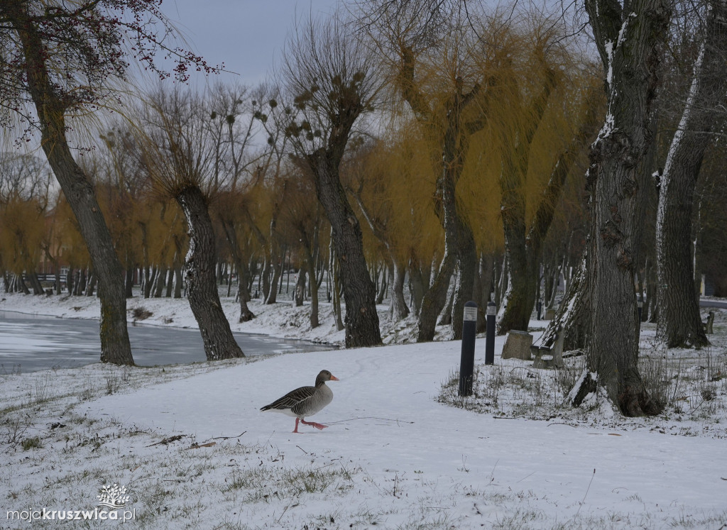 Zima w Kruszwicy nad Gopłem w obiektywie Żanety Kowalskiej